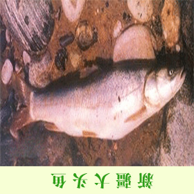 新疆大头鱼